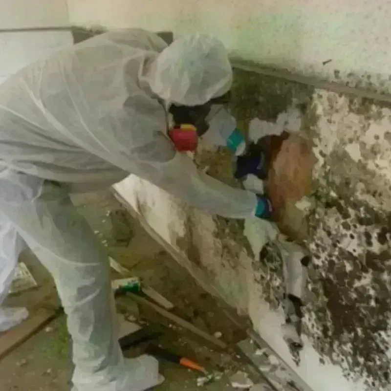 Mold Remediation and Removal in Norlina, NC